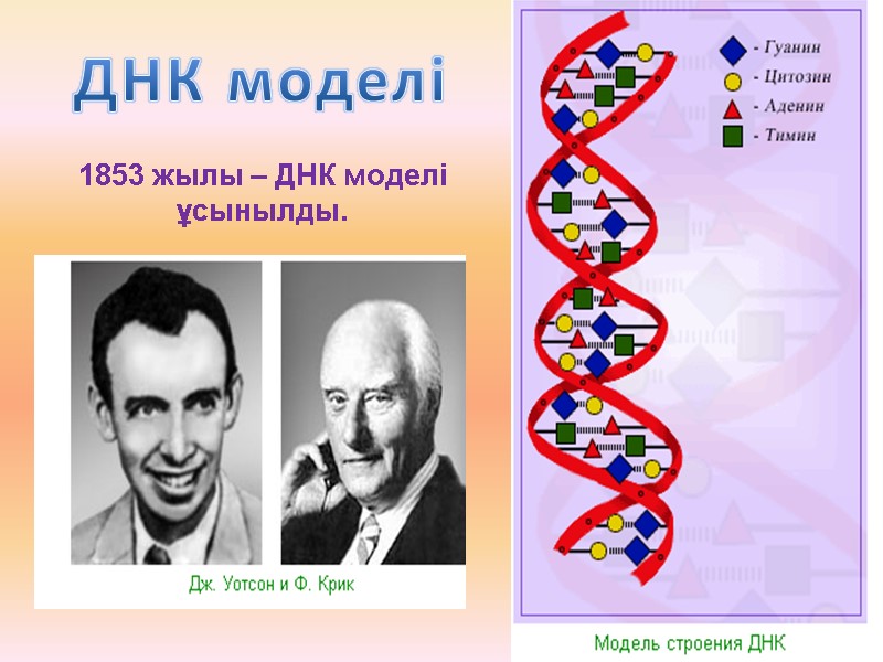 ДНК моделі 1853 жылы – ДНК моделі ұсынылды.